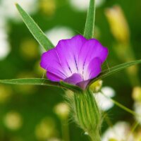 Wildflower Mixture (10g suitable for approx. 5m² area) organic