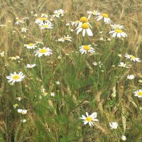 Wildflower Mixture (10g suitable for approx. 5m² area) organic