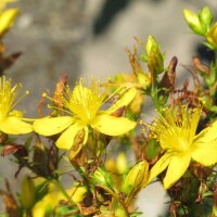 Wildflower Mixture (10g suitable for approx. 5m² area) organic