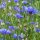 Wildflower Mixture (10g suitable for approx. 5m² area) organic