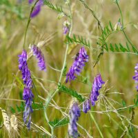 Insect-friendly Flower Mixture (10g suitable for approx....