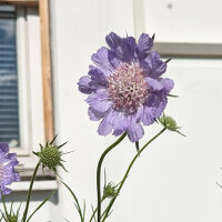 Caucasian Pincushion Flower (Scabiosa caucasica) organic...