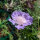 Caucasian Pincushion Flower (Scabiosa caucasica) organic seeds