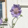 Caucasian Pincushion Flower (Scabiosa caucasica) organic seeds