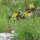 Mountain Arnica / Wolfs Bane (Arnica montana) organic seeds