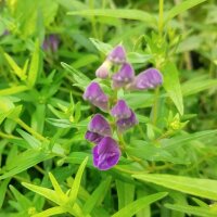 Baikal Skullcap / Chinese Skullcap (Scutellaria baicalensis)