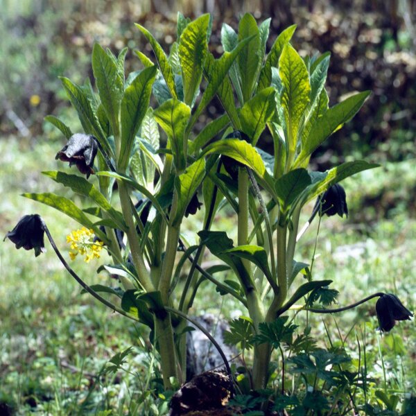 Himalayan Mandrake (Mandragora caulescens)