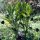 Himalayan Mandrake (Mandragora caulescens)