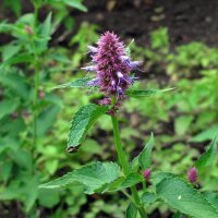 Anise Hyssop / Blue Giant Hyssop (Agastache foeniculum) organic seeds