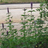 Anise Hyssop / Blue Giant Hyssop (Agastache foeniculum)...