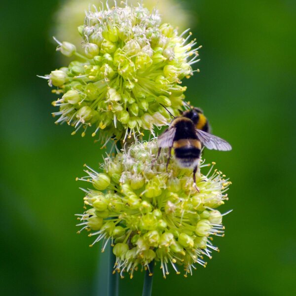 Lop-Sided Onion /  Twisted-Leaf Onion (Allium obliquum) organic seeds