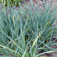 Lop-Sided Onion /  Twisted-Leaf Onion (Allium obliquum)...