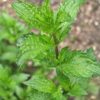 Greenmint / Spearmint (Mentha viridis) organic seeds