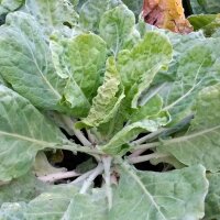 Butterkohl Curly Kale (Brassica oleracea convar....