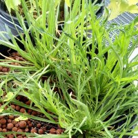 Bucks Horn Plantain / Minutina (Plantago coronopus) organic seeds