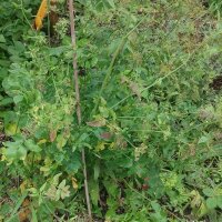 Skirret (Sium sisarum) organic seeds