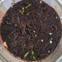 Skirret (Sium sisarum) organic seeds