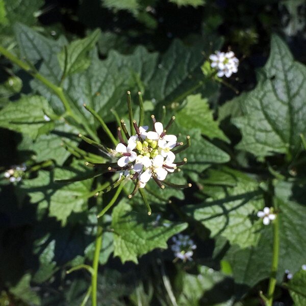 Jack-By-The-Hedge (Alliaria petiolata) organic seeds