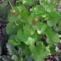 Jack-By-The-Hedge (Alliaria petiolata) organic seeds