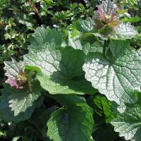 Jack-By-The-Hedge (Alliaria petiolata) organic seeds