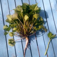 Jack-By-The-Hedge (Alliaria petiolata) organic seeds
