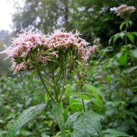 Hemp-Agrimony / Holy Rope (Eupatorium cannabinum) organic...