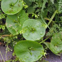 Winter Purslane (Montia perfoliata) organic seeds