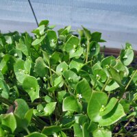 Winter Purslane (Montia perfoliata) organic seeds