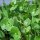 Winter Purslane (Montia perfoliata) organic seeds