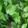 Winter Purslane (Montia perfoliata) organic seeds
