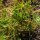 Winter Purslane (Montia perfoliata) organic