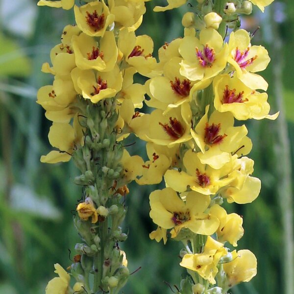 Black Mullein (Verbascum nigrum) organic seeds