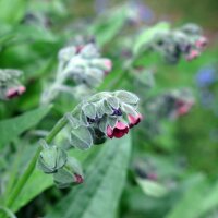 Houndstongue / Gypsy Flower (Cynoglossum officinale)...