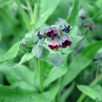 Houndstongue / Gypsy Flower (Cynoglossum officinale)...