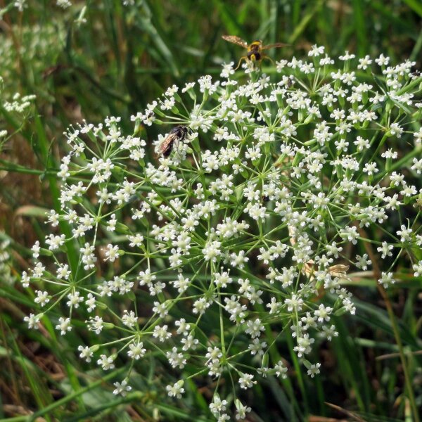 Sickleweed / Longleaf (Falcaria vulgaris) organic seeds