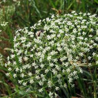 Sickleweed / Longleaf (Falcaria vulgaris) organic