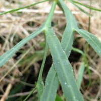 Sickleweed / Longleaf (Falcaria vulgaris) organic