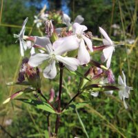 Common Soapwort / Bouncing-Bet (Saponaria officinalis)...