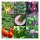 Beginners Vegetables for the Raised Bed (Organic) - Seed Gift Set