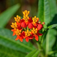 Butterfly Weed / Pleurisy Root (Asclepias tuberosa) seeds