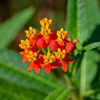 Butterfly Weed / Pleurisy Root (Asclepias tuberosa)