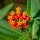 Butterfly Weed / Pleurisy Root (Asclepias tuberosa) seeds