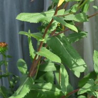 Great Valley Gumweed (Grindelia robusta) seeds