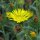 Great Valley Gumweed (Grindelia robusta) seeds