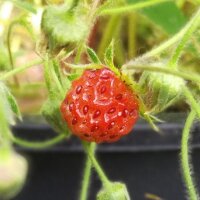 Virginia Strawberry (Fragaria virginiana) seeds
