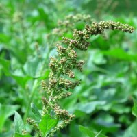 Good King Henry (Chenopodium bonus-henricus) organic seeds