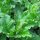 Good King Henry (Chenopodium bonus-henricus) organic seeds