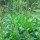 Good King Henry (Chenopodium bonus-henricus) organic seeds