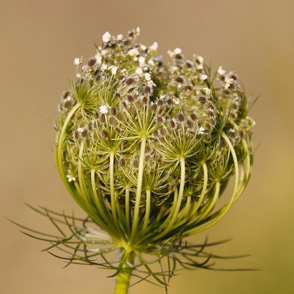 Wild Carrot (Daucus carota ssp. carota) organic seeds