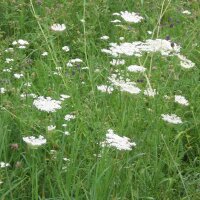 Wild Carrot (Daucus carota ssp. carota) organic seeds